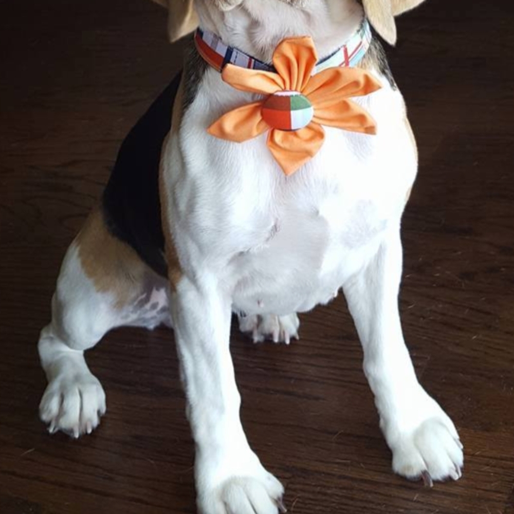 Flower Dog collar - Picture 4 of 16